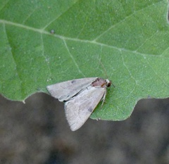 Galgula partita
