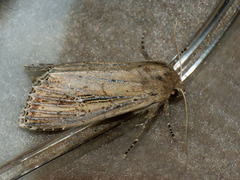Nonagria typhae