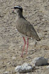 Vanellus coronatus