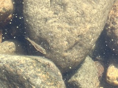 Micropterus dolomieu