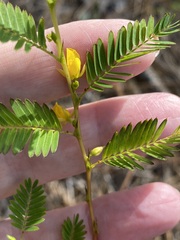 Chamaecrista