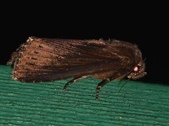 Nonagria typhae