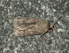 Agrotis bigramma