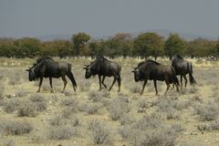 Connochaetes taurinus taurinus