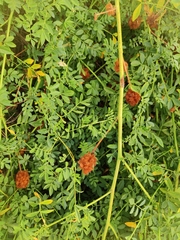Glycyrrhiza echinata
