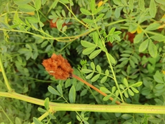 Glycyrrhiza echinata