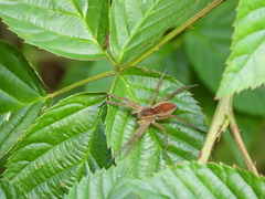 Dolomedes fimbriatus