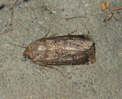 Agrotis bigramma