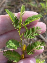 Chamaecrista