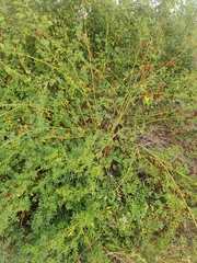 Glycyrrhiza echinata