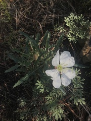 Oenothera cespitosa