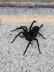 Tigrosa helluo