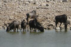 Connochaetes taurinus taurinus