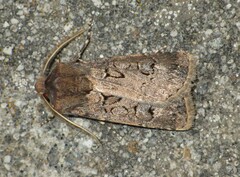Agrotis bigramma