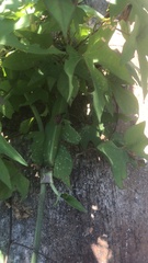 Chelymorpha pubescens