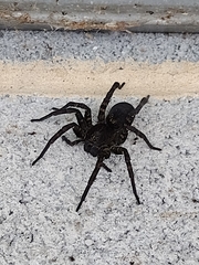 Tigrosa helluo