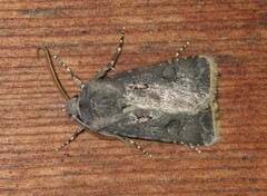 Agrotis bigramma