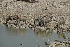 Equus quagga burchellii