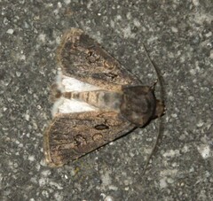 Agrotis bigramma