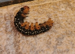 Xanthopastis timais