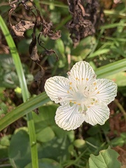 Parnassia asarifolia