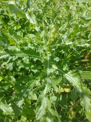 Cirsium arvense