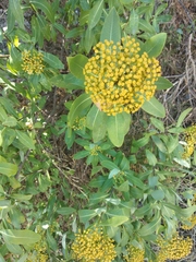 Bupleurum fruticosum