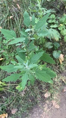 Chenopodium album