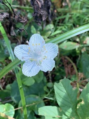Parnassia asarifolia
