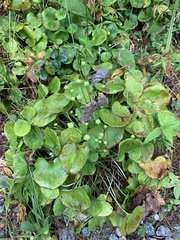 Parnassia asarifolia