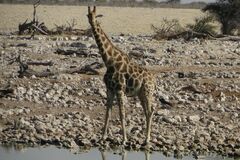 Giraffa camelopardalis angolensis