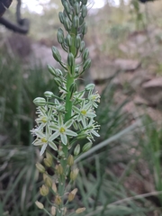 Asparagaceae