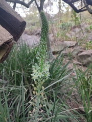 Asparagaceae