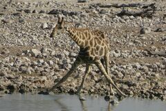 Giraffa camelopardalis angolensis