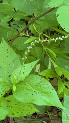 Persicaria virginiana