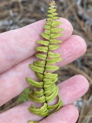 Asplenium platyneuron