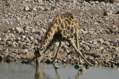 Giraffa camelopardalis angolensis