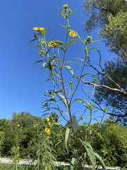 Helianthus grosseserratus