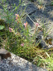 Odontites vulgaris