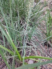 Asparagaceae