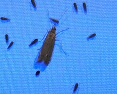 Homoeosoma electella