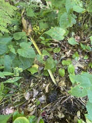 Symplocarpus foetidus