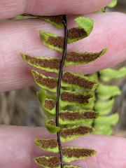 Asplenium platyneuron