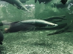 Arapaima