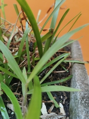 Xanthopastis timais