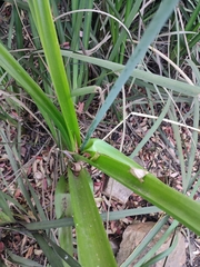 Asparagaceae