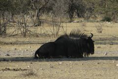 Connochaetes taurinus taurinus