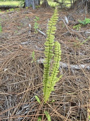 Asplenium platyneuron