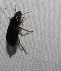 Pseudoophonus
