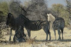 Equus quagga burchellii
